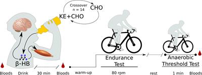 A Ketone Ester Drink Enhances Endurance Exercise Performance in Parkinson’s Disease